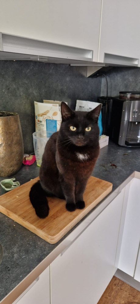 Kat Europese korthaar of huiskat