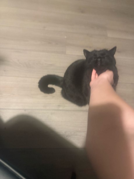 Kat Europese korthaar of huiskat