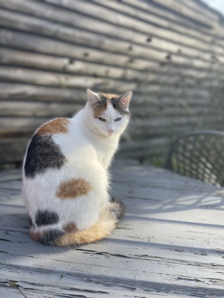 Kat Europese korthaar of huiskat