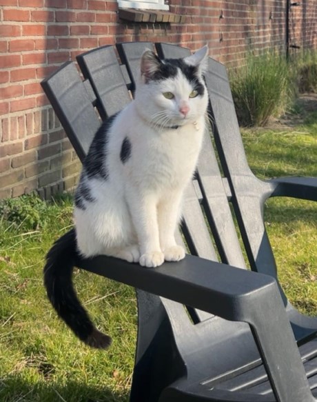 Kat Europese korthaar of huiskat