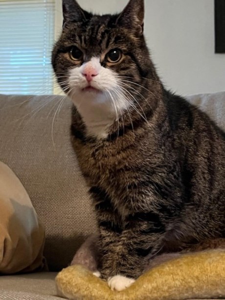 Kat Europese korthaar of huiskat