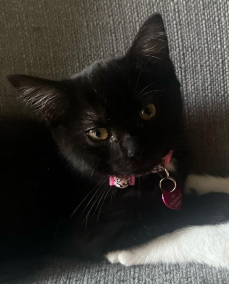 Kat Europese korthaar of huiskat