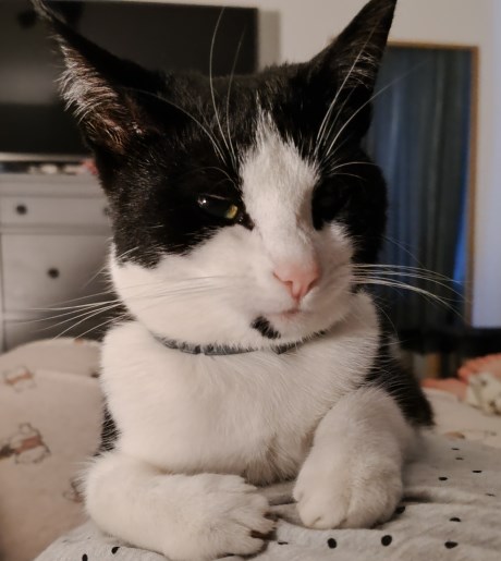 Kat Europese korthaar of huiskat