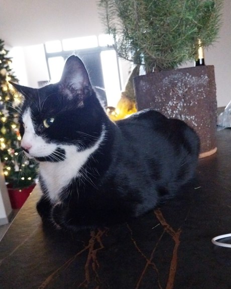 Kat Europese korthaar of huiskat