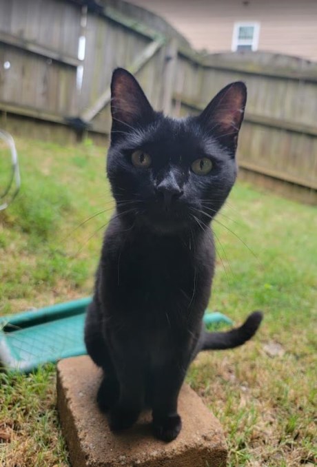 Kat Europese korthaar of huiskat