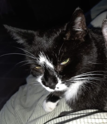 Kat Europese korthaar of huiskat