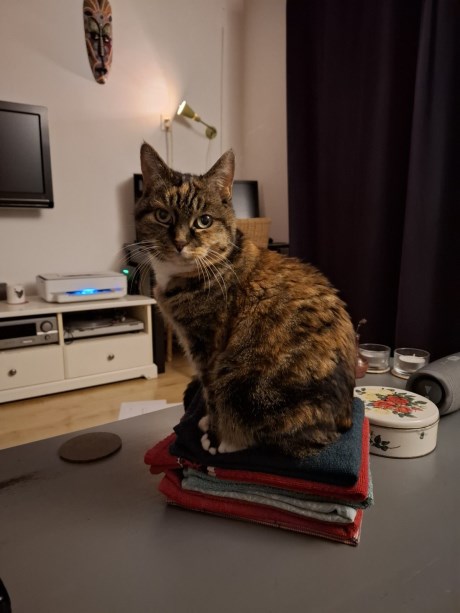 Kat Europese korthaar of huiskat