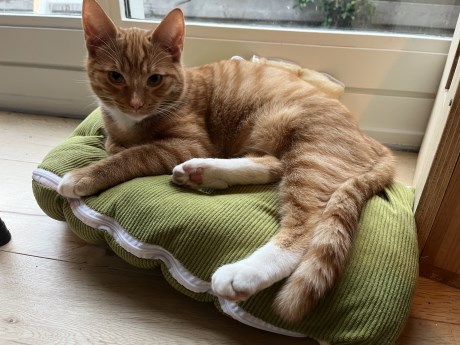 Kat Europese korthaar of huiskat