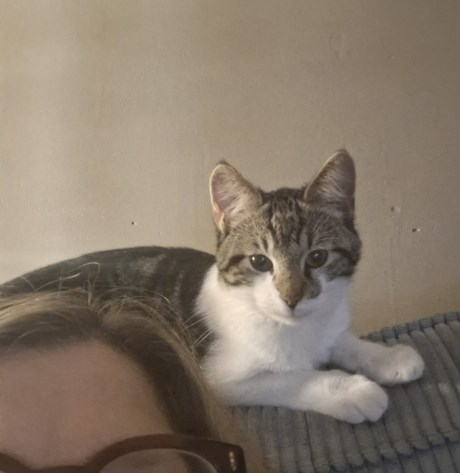 Kat Europese korthaar of huiskat