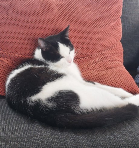 Kat Europese korthaar of huiskat