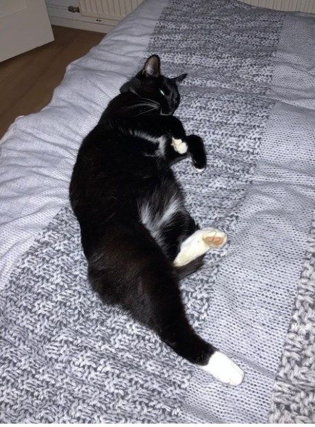 Kat Europese korthaar of huiskat