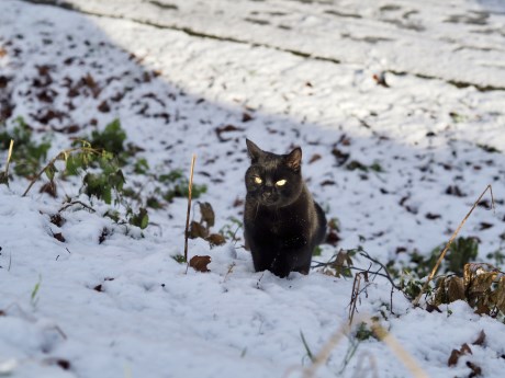 Kat Europese korthaar of huiskat