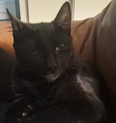 Kat Europese korthaar of huiskat