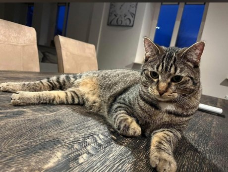 Kat Europese korthaar of huiskat