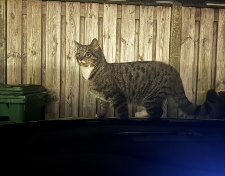 Kat Europese korthaar of huiskat