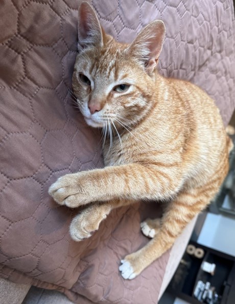 Kat Europese korthaar of huiskat