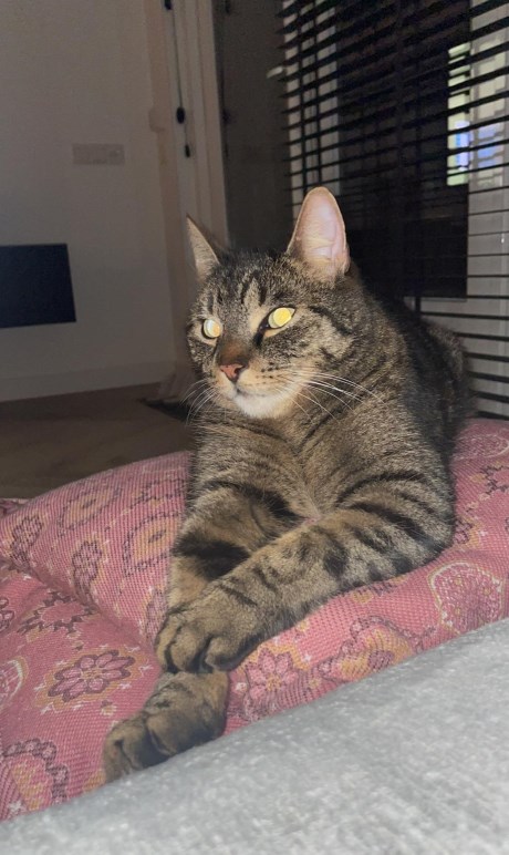 Kat Europese korthaar of huiskat