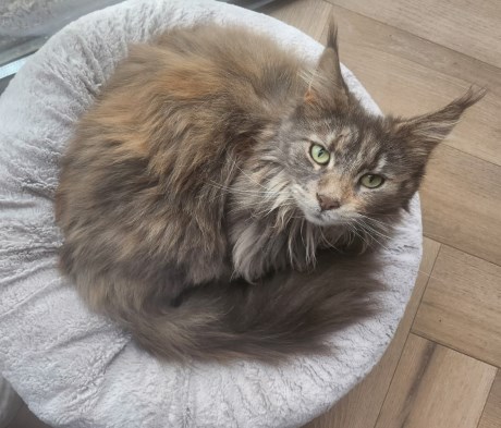 Kat Maine Coon