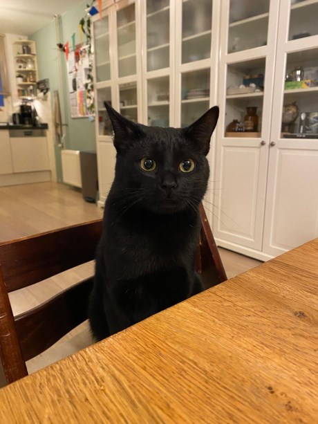 Kat Europese korthaar of huiskat