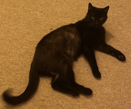 Kat Europese korthaar of huiskat