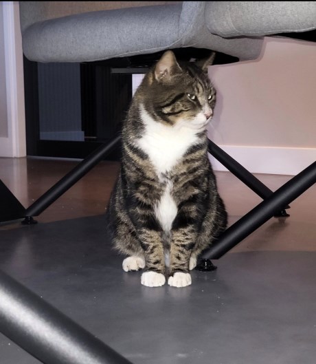 Kat Europese korthaar of huiskat