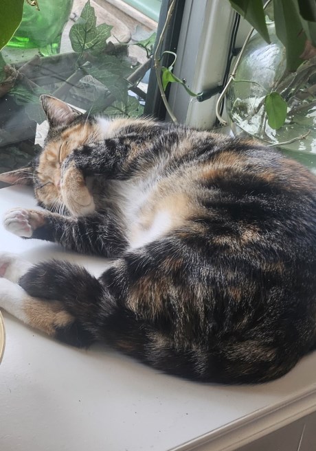 Kat Europese korthaar of huiskat