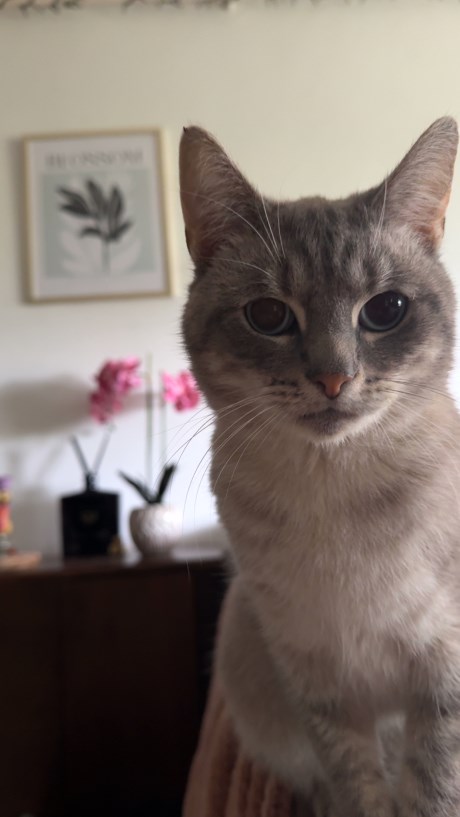 Kat Europese korthaar of huiskat