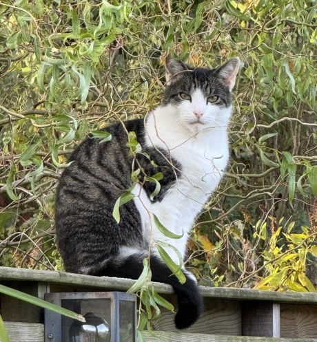 Kat Europese korthaar of huiskat