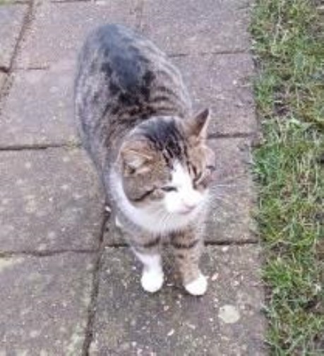 Kat Europese korthaar of huiskat