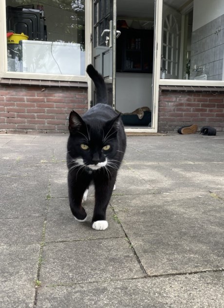 Kat Europese korthaar of huiskat