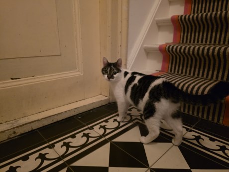 Kat Europese korthaar of huiskat