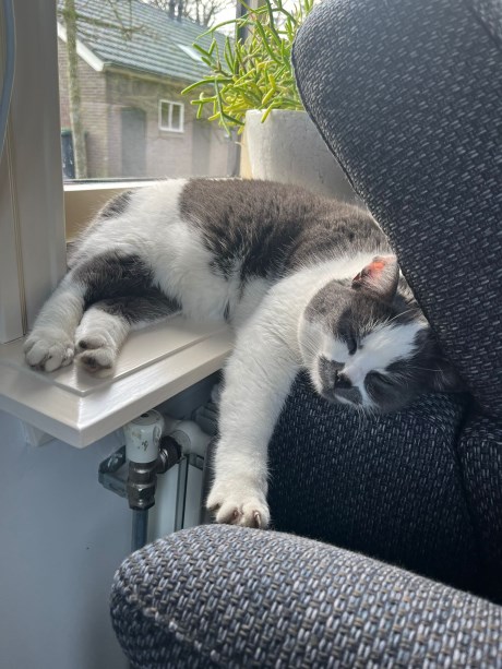 Kat Europese korthaar of huiskat