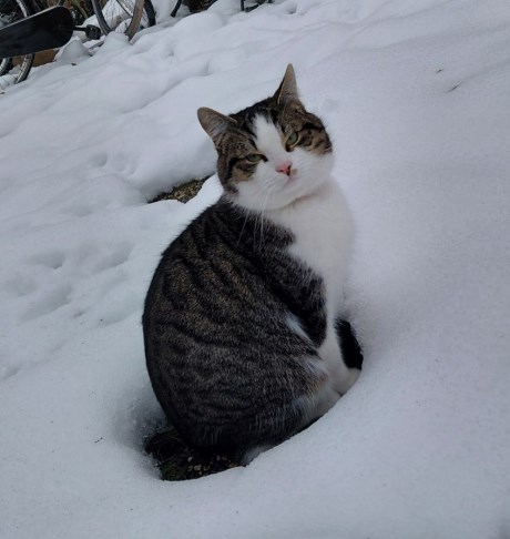 Kat Europese korthaar of huiskat