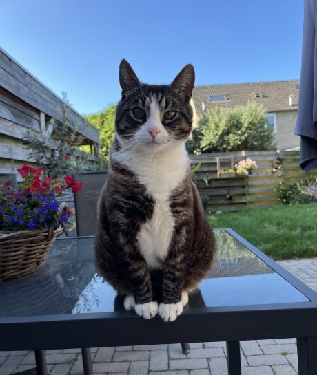 Kat Europese korthaar of huiskat