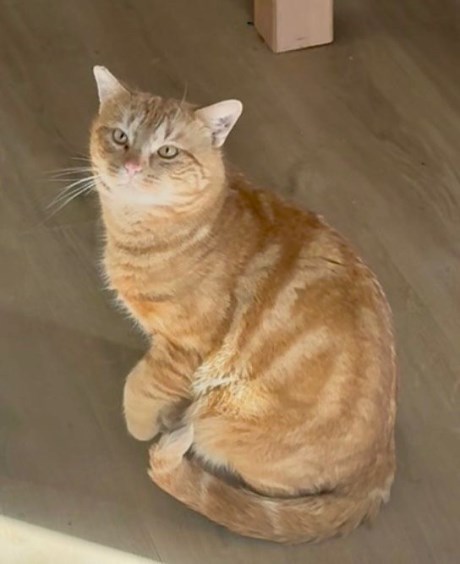 Kat Europese korthaar of huiskat