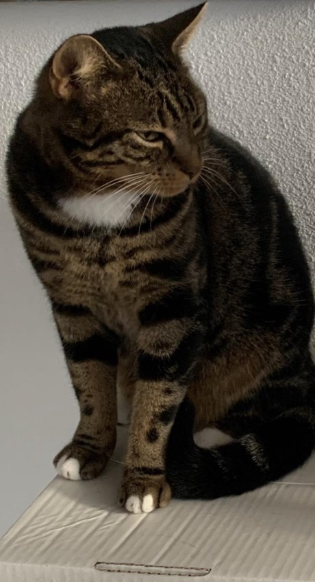 Kat Europese korthaar of huiskat