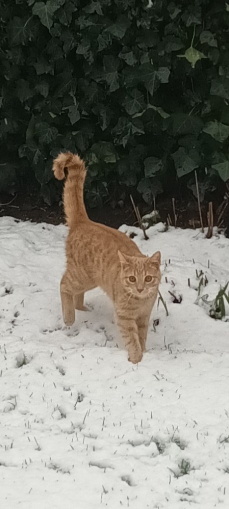 Kat Europese korthaar of huiskat