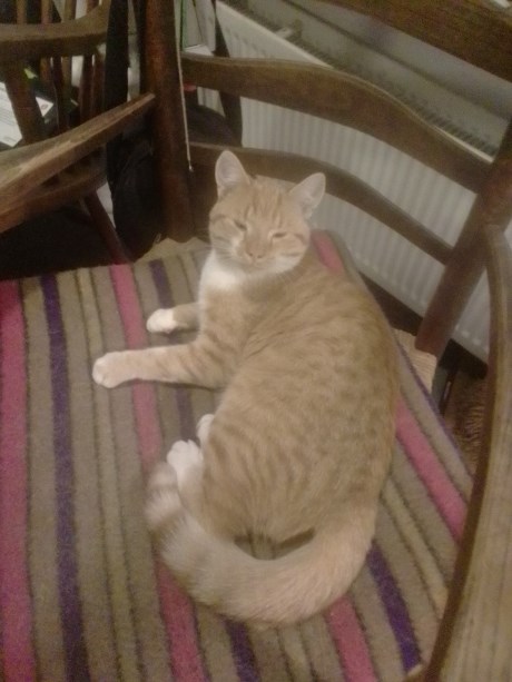 Kat Europese korthaar of huiskat