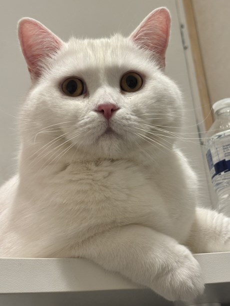 Kat Brits korthaar X