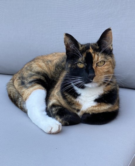 Kat Europese korthaar of huiskat