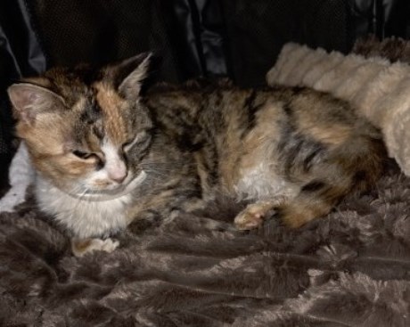 Kat Europese korthaar of huiskat