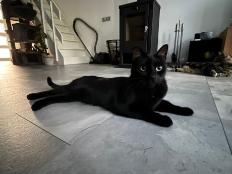 Kat Europese korthaar of huiskat