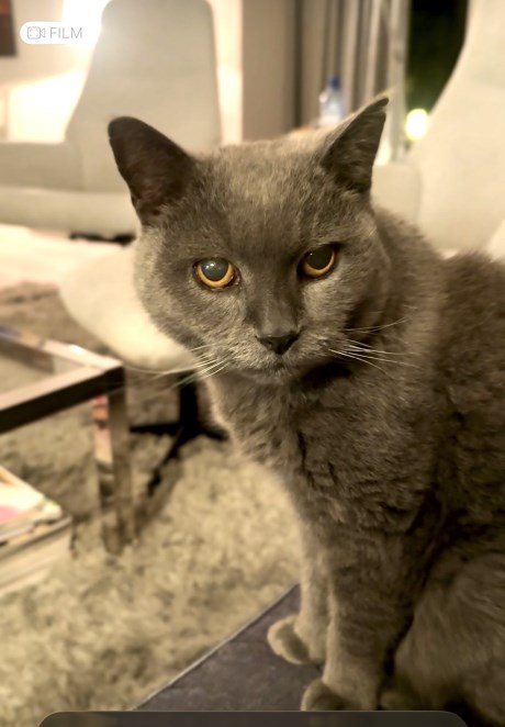 Kat Brits korthaar X