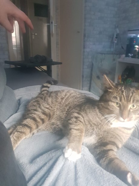 Kat Europese korthaar of huiskat