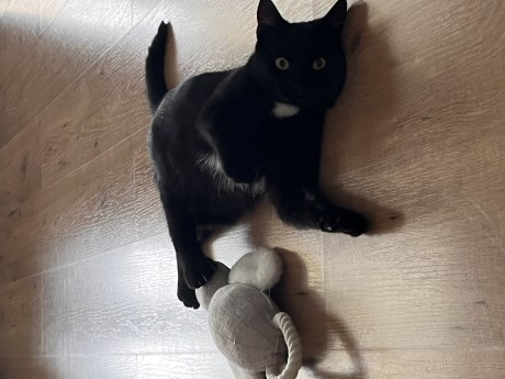 Kat Europese korthaar of huiskat