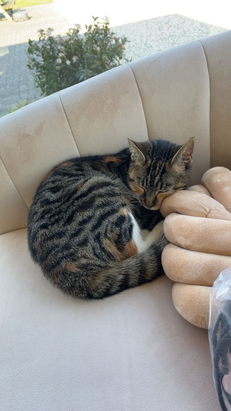 Kat Europese korthaar of huiskat