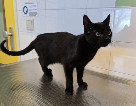 Kat Europese korthaar of huiskat