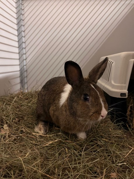 Knaagdier / Haasachtige Konijn