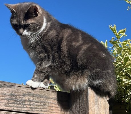 Kat Europese korthaar of huiskat