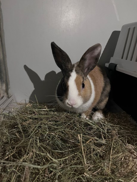 Knaagdier / Haasachtige Konijn